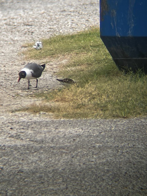 Laughing Gull - ML619647491