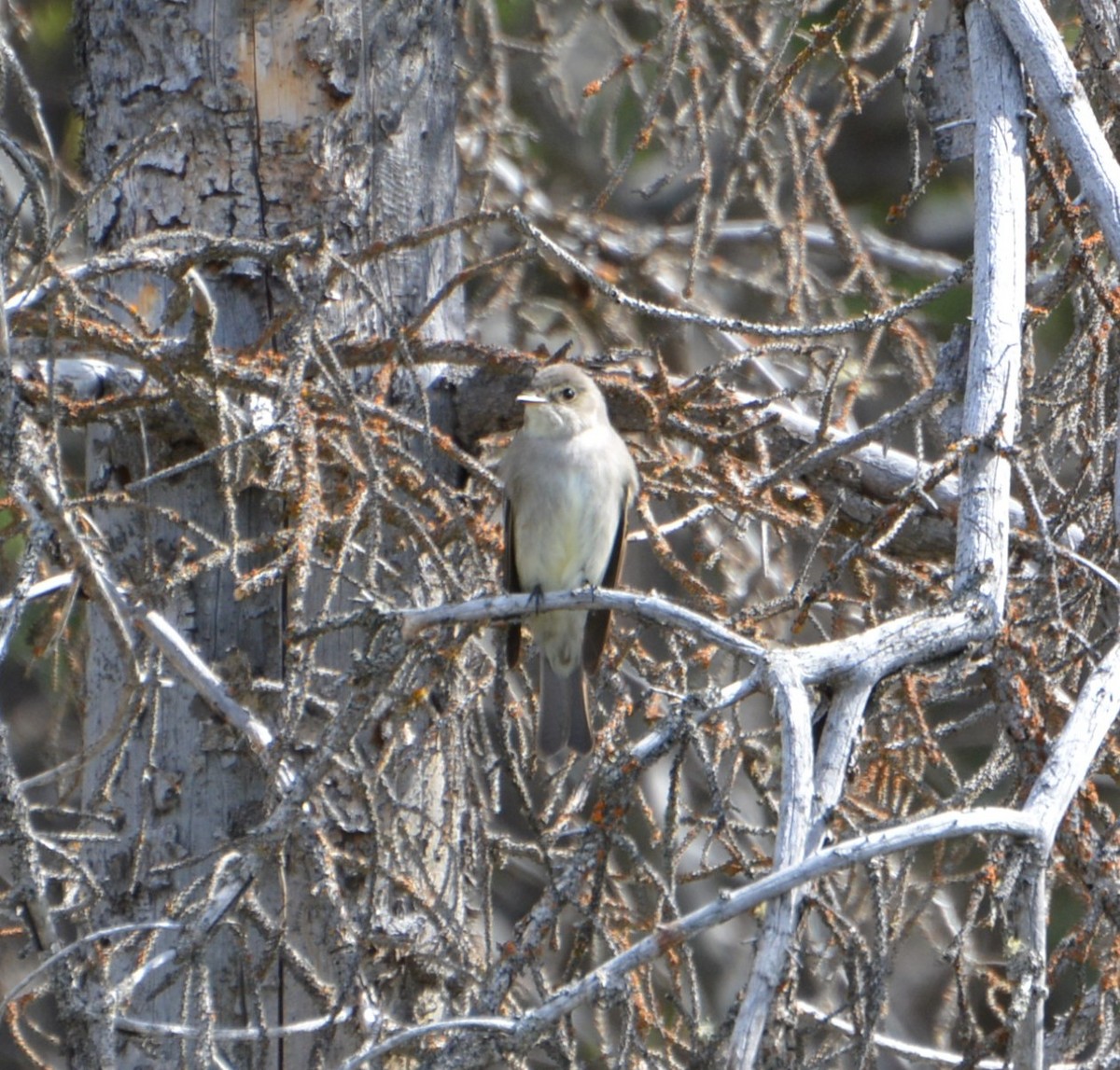 Western Wood-Pewee - Gemma R