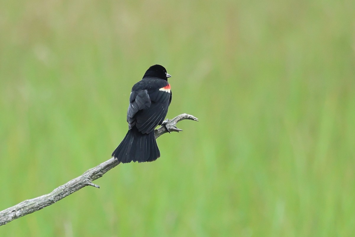 Red-winged Blackbird - Darcy Pinotti