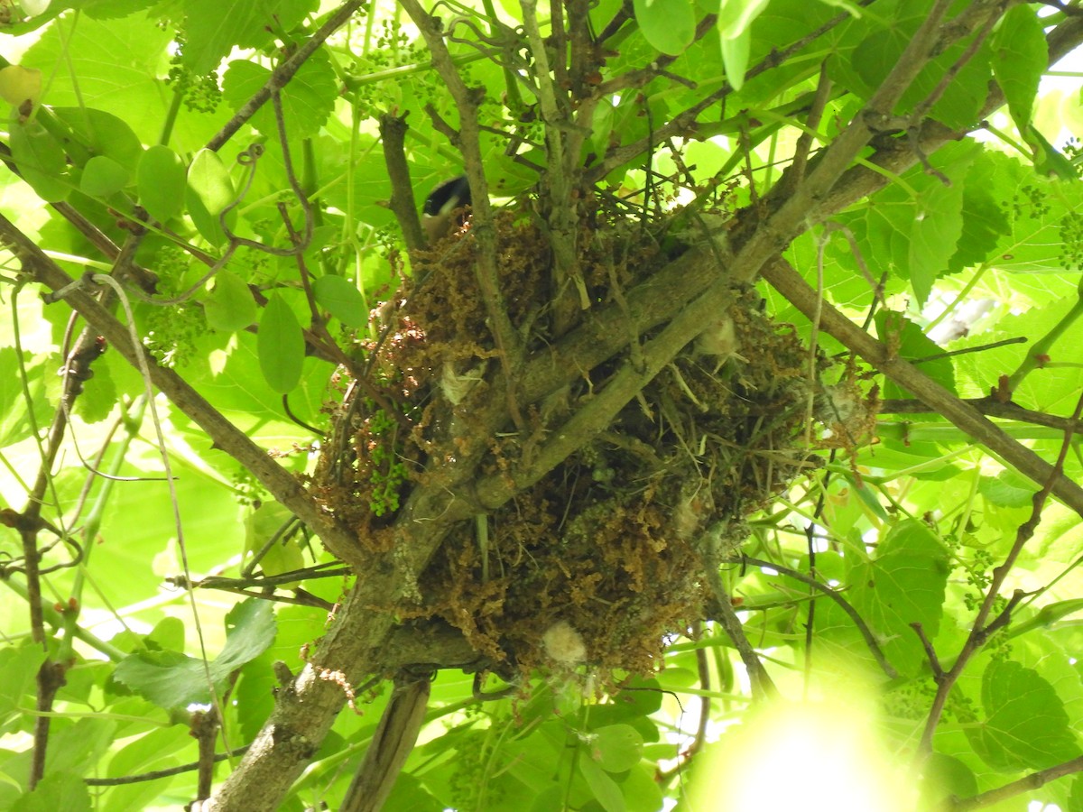 Cedar Waxwing - Christopher Plummer