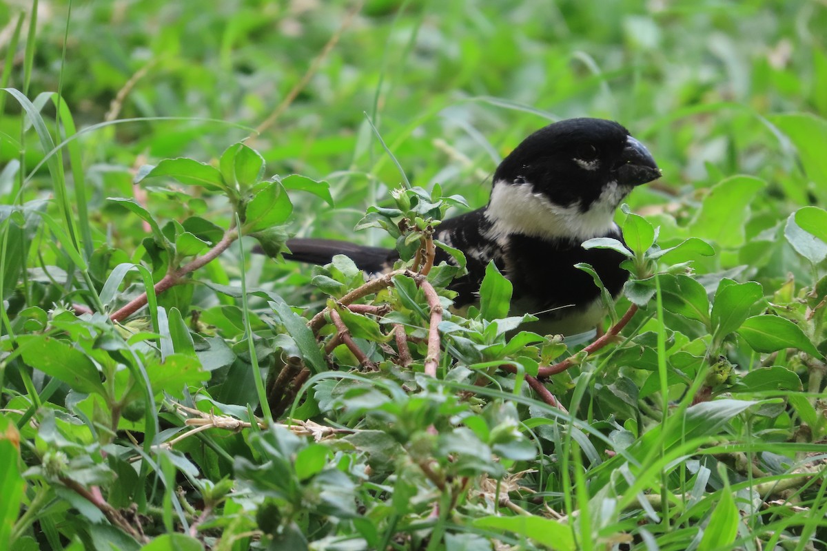 Morelet's Seedeater - David Brinkman