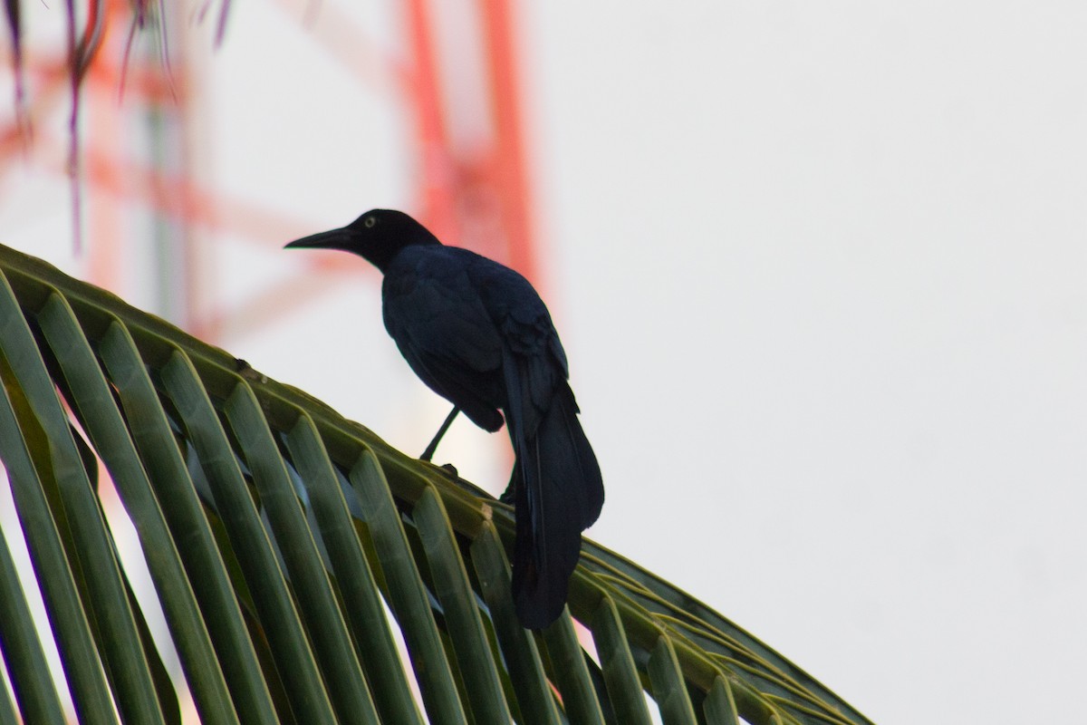 Great-tailed Grackle - Adalberto Gonzalez