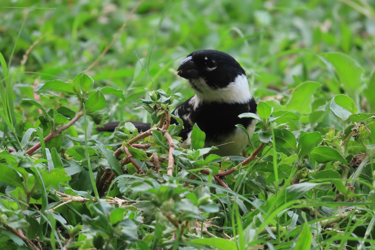 Morelet's Seedeater - David Brinkman