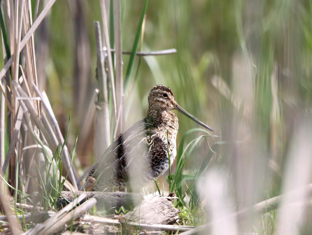 Wilson's Snipe - France Daigle