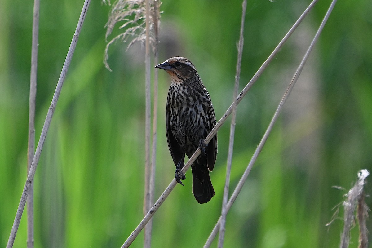 Red-winged Blackbird - Chad Ludwig