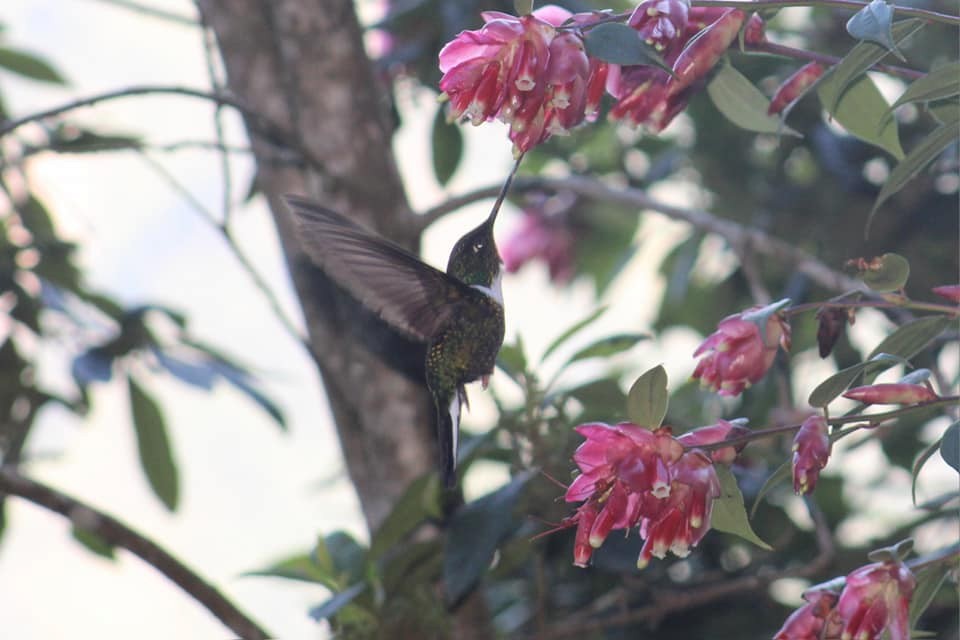 Collared Inca - David Weaver