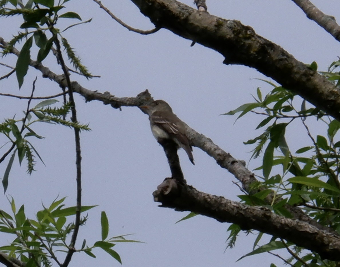 Eastern Wood-Pewee - Adrianne Knighton