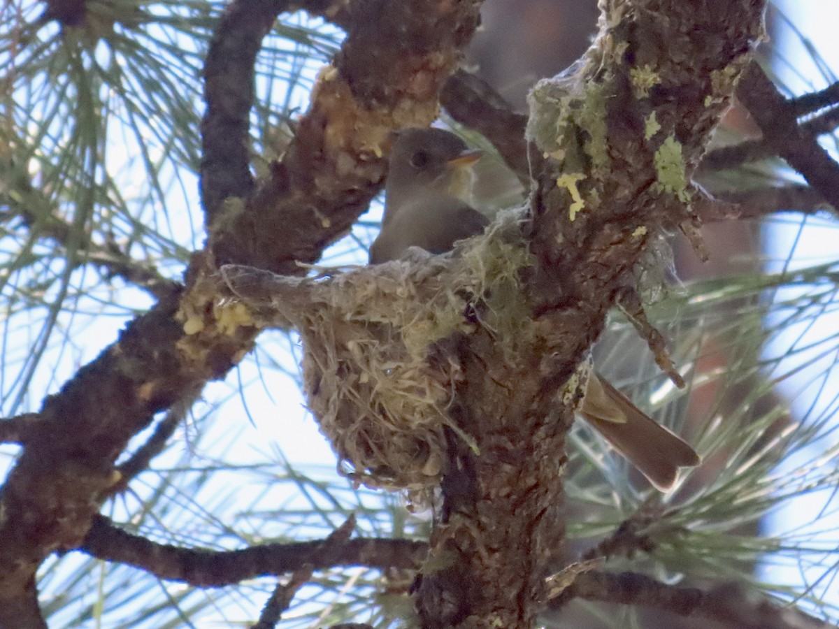 Western Wood-Pewee - Carol Comeau