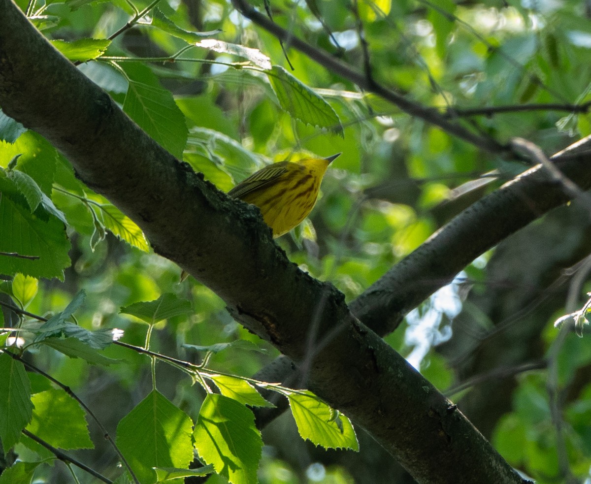 Yellow Warbler - Daniel Smith