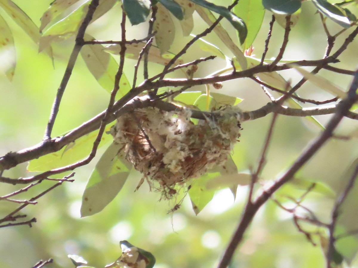 Plumbeous Vireo - ML619647539