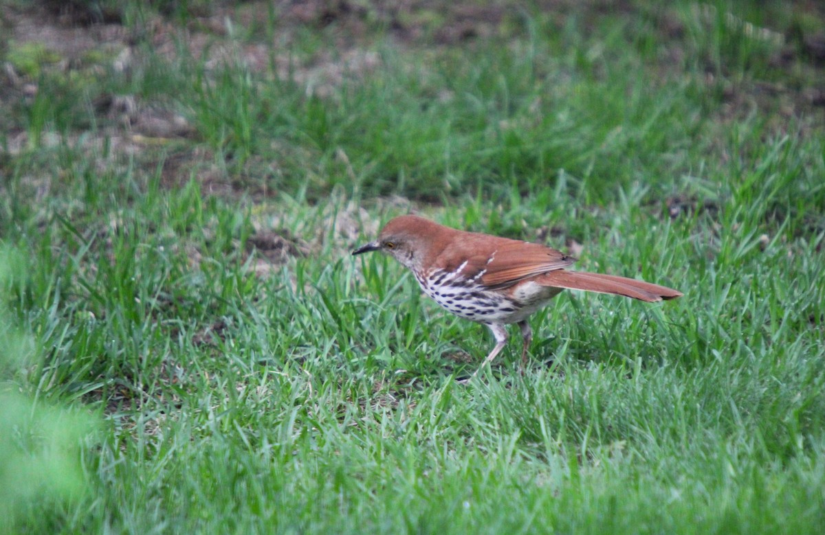 Brown Thrasher - Suzanne Bisaillon