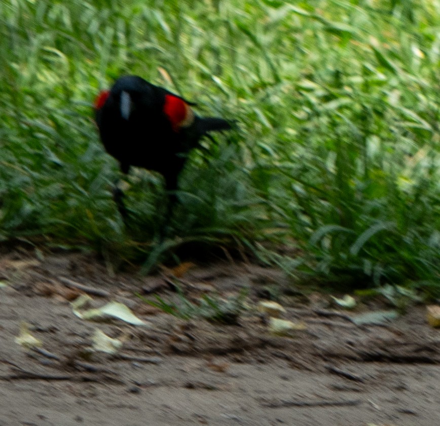 Red-winged Blackbird - Daniel Smith