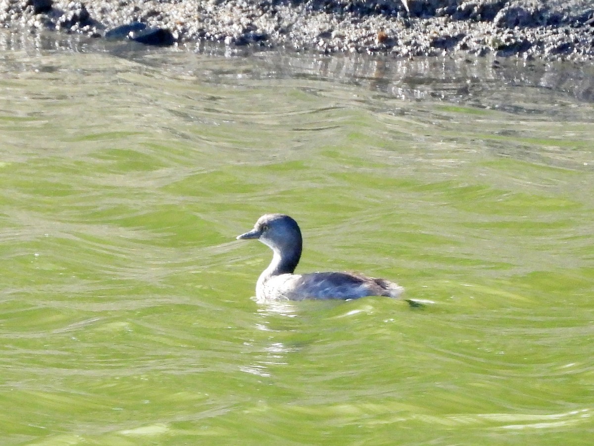 Least Grebe - Glenda Tromp