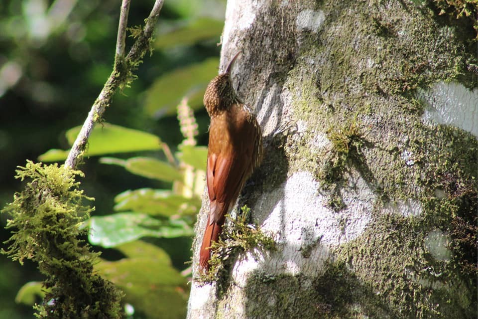 Montane Woodcreeper - David Weaver