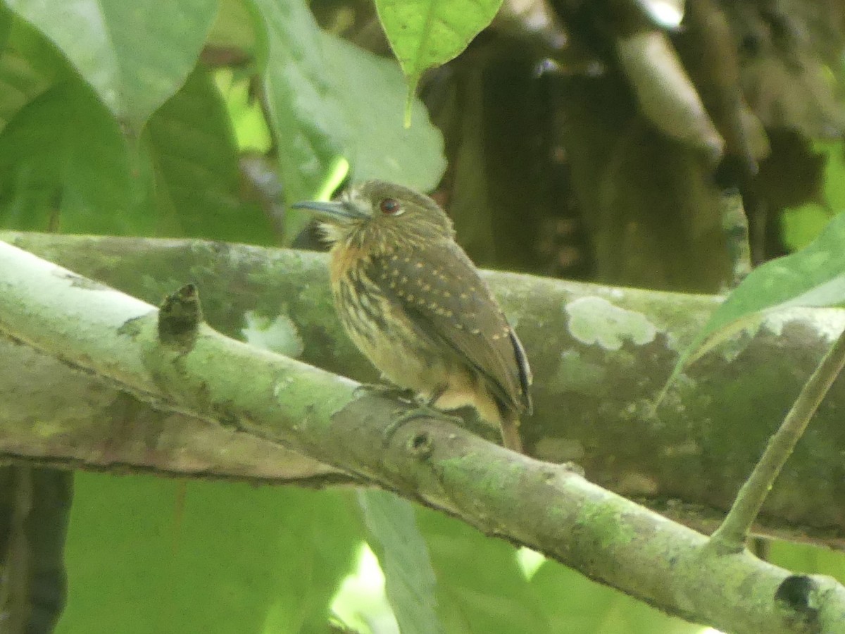 White-whiskered Puffbird - Drake Bowser