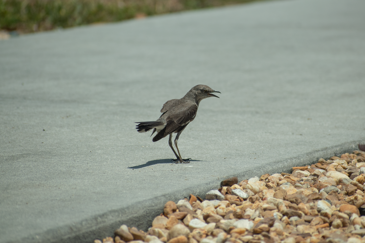 Northern Mockingbird - Neil D