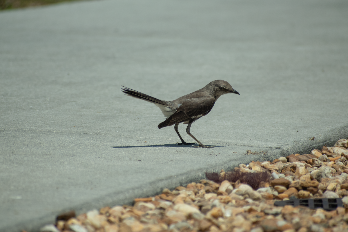 Northern Mockingbird - Neil D