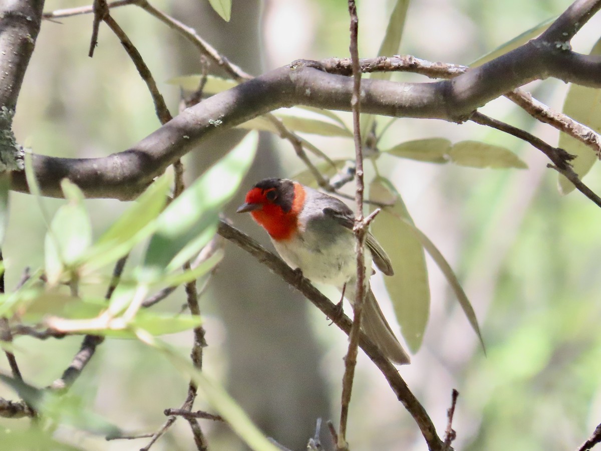 Red-faced Warbler - Carol Comeau