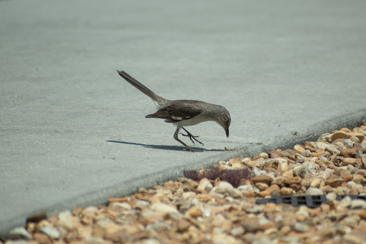 Northern Mockingbird - Neil D