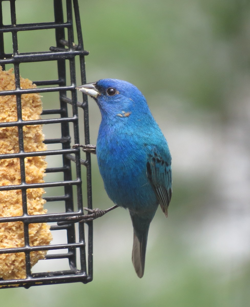 Indigo Bunting - Robin Maercklein