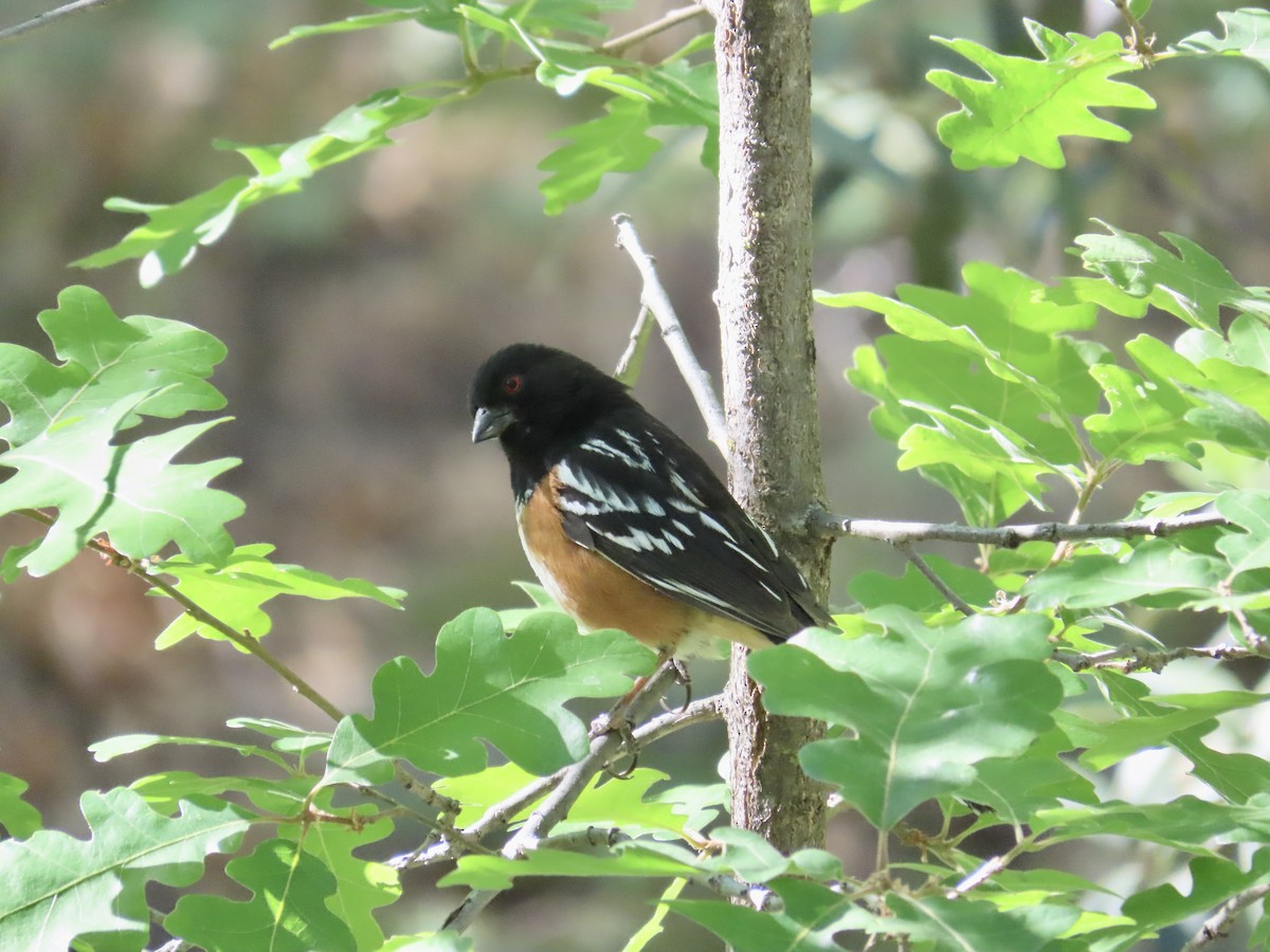 Spotted Towhee - Carol Comeau