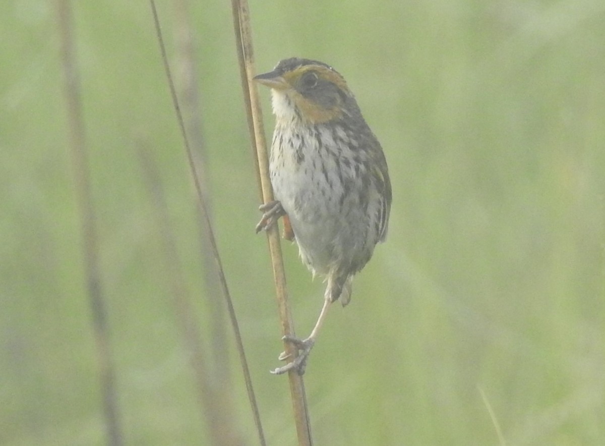 Saltmarsh Sparrow - Fred Shaffer