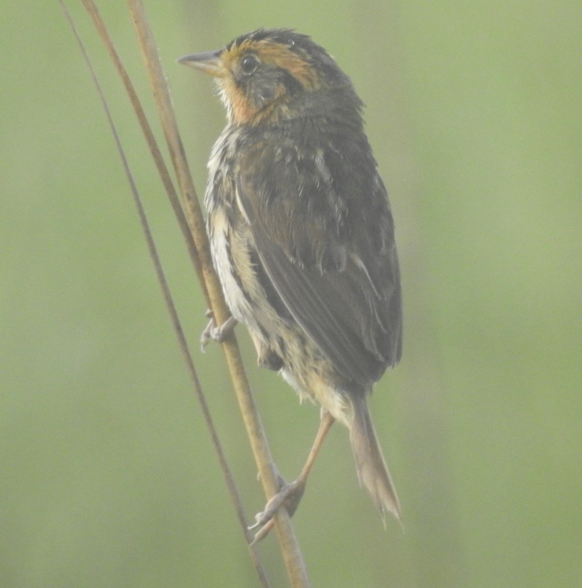 Saltmarsh Sparrow - Fred Shaffer