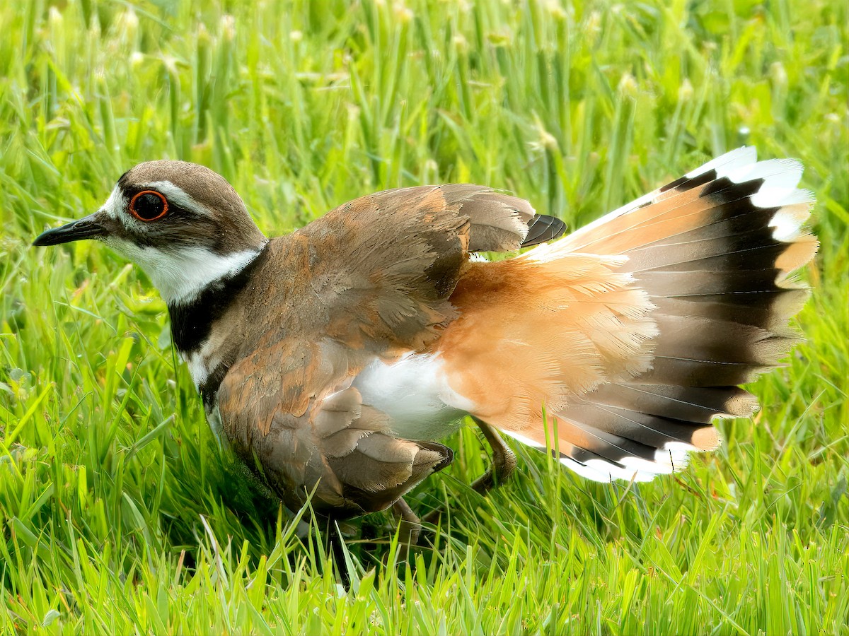 Killdeer - Dan Tallman