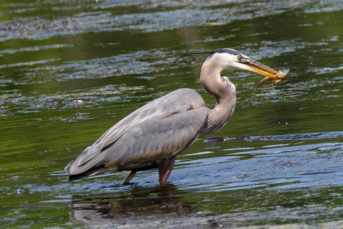 Great Blue Heron - ML619647589