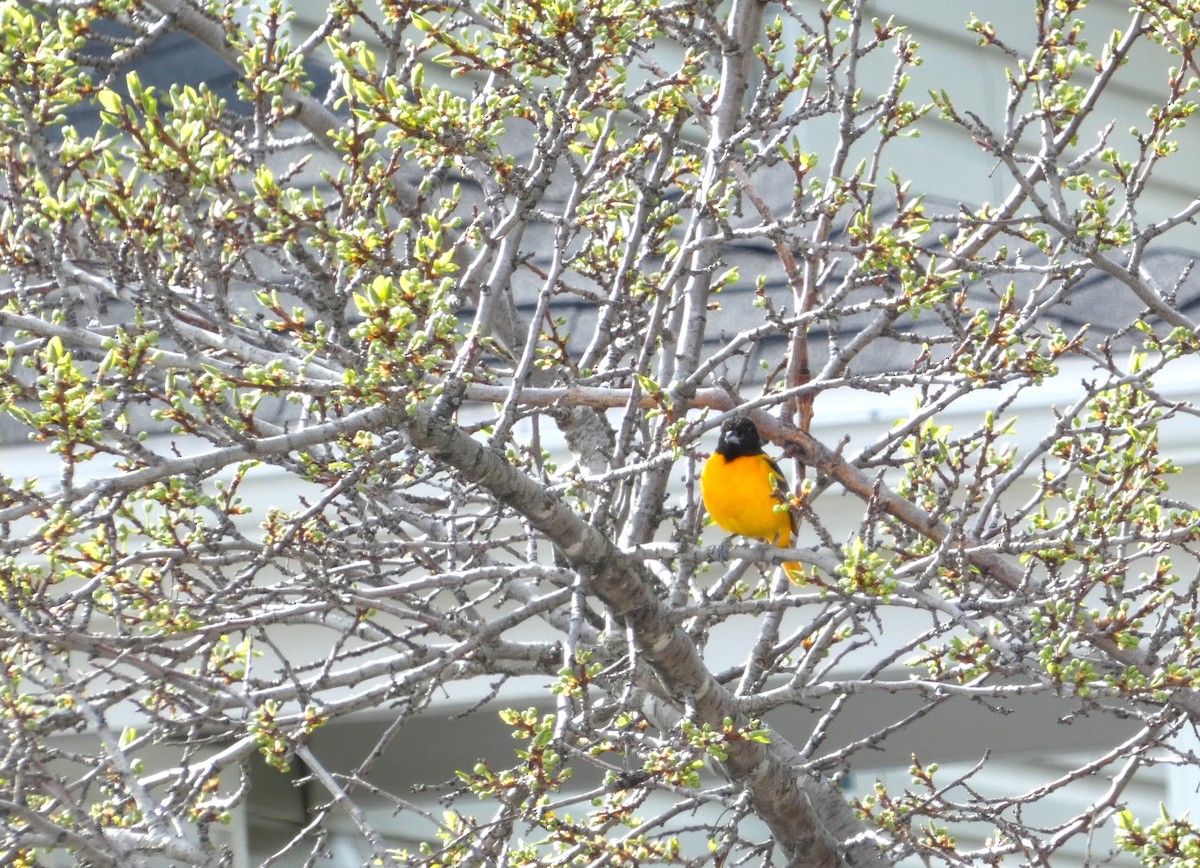 Baltimore Oriole - Claude Deschênes