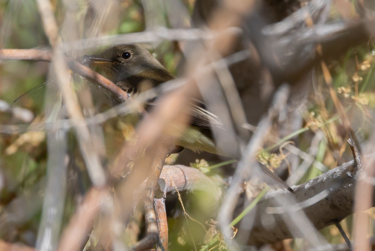 Willow Flycatcher - Max Ferrero