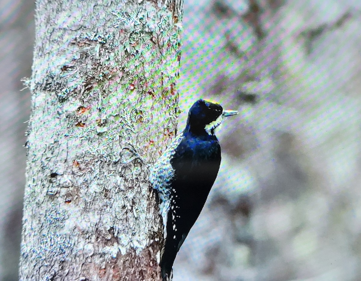 Black-backed Woodpecker - Jennyfer Bezeau