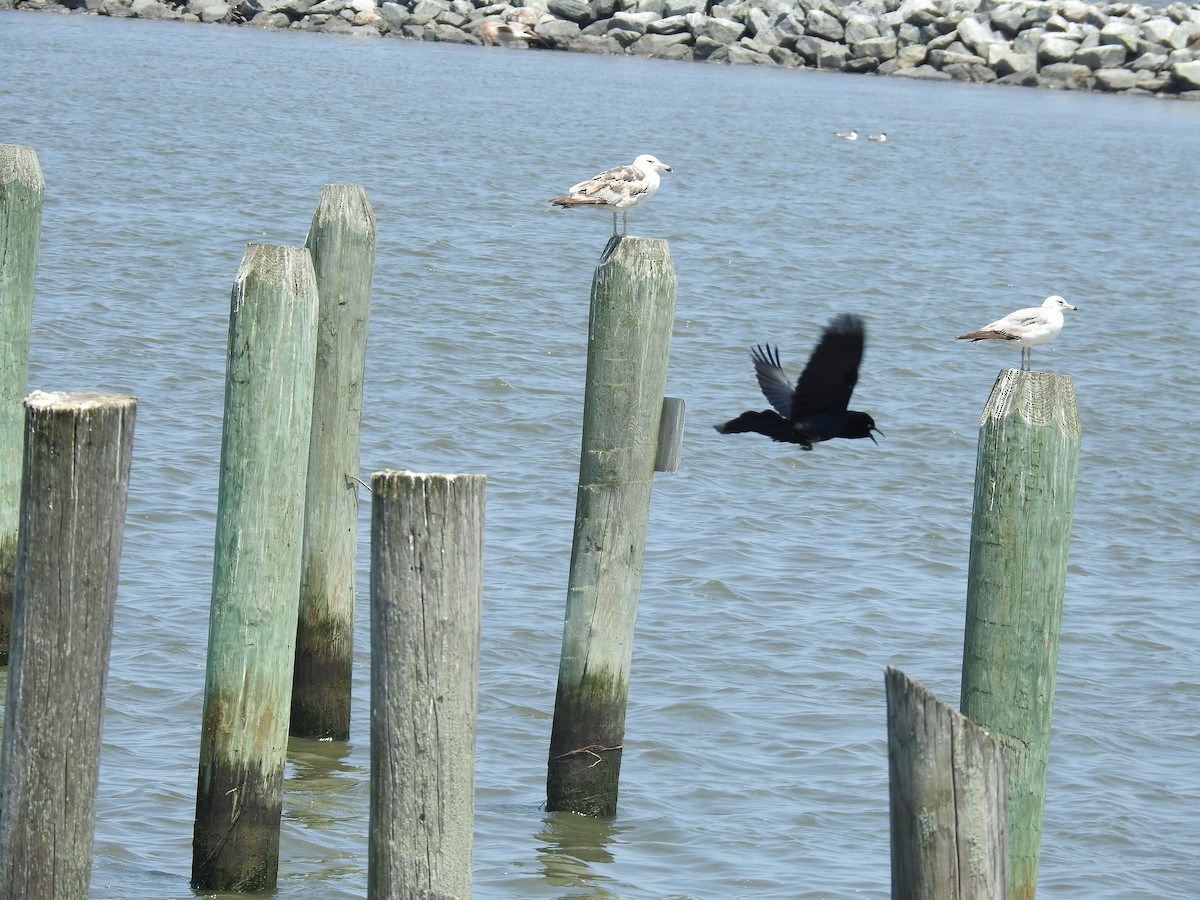 Boat-tailed Grackle - ML619647608