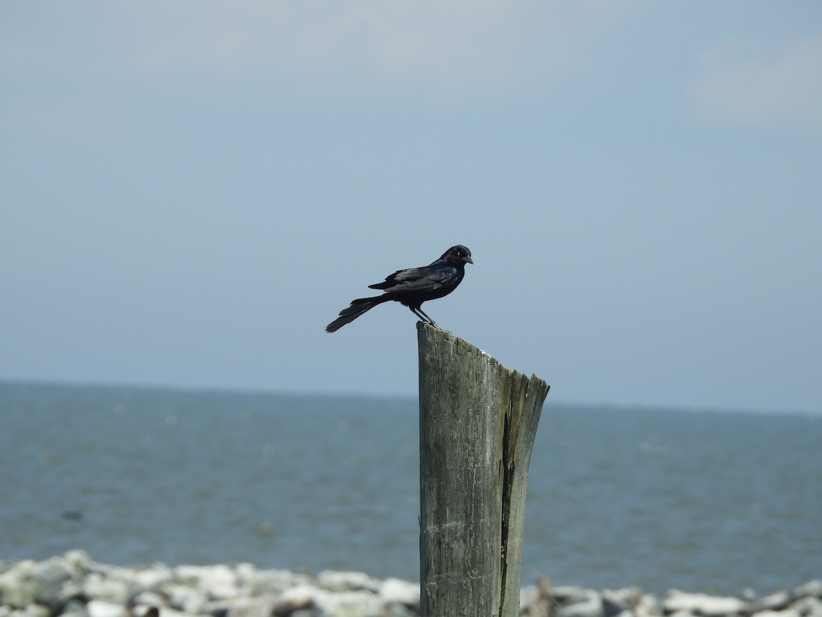 Boat-tailed Grackle - ML619647610