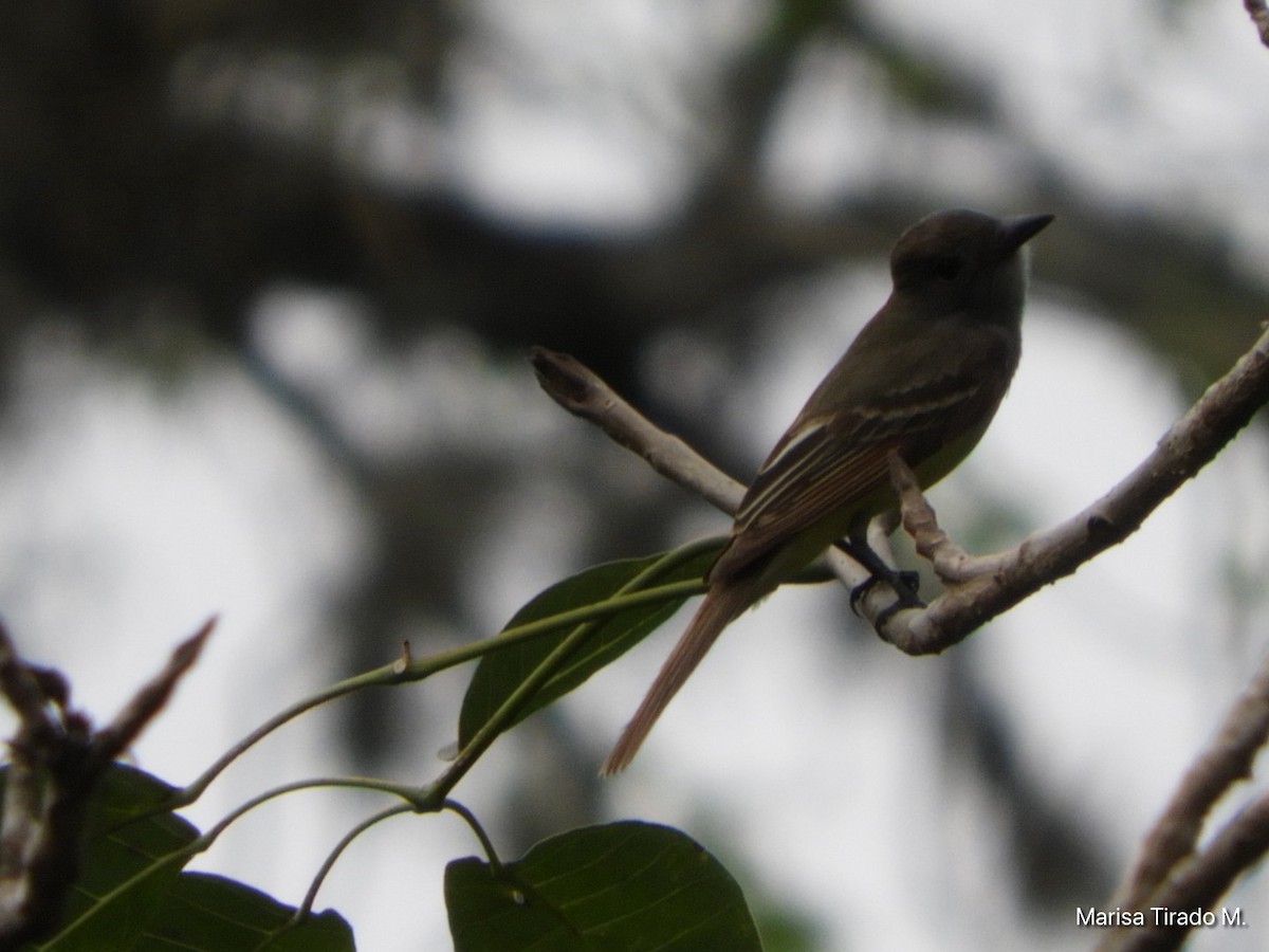 Dusky-capped Flycatcher - Marisa Tirado