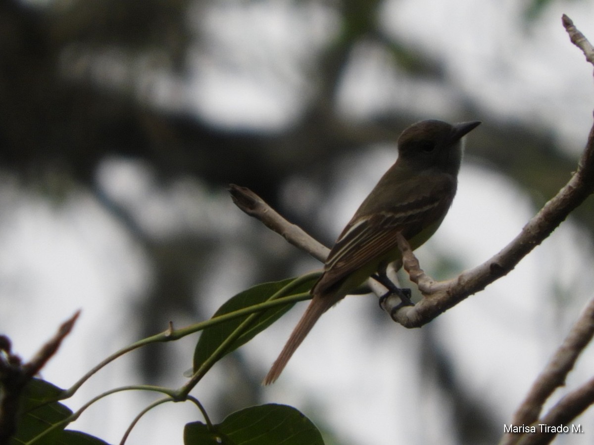 Dusky-capped Flycatcher - Marisa Tirado