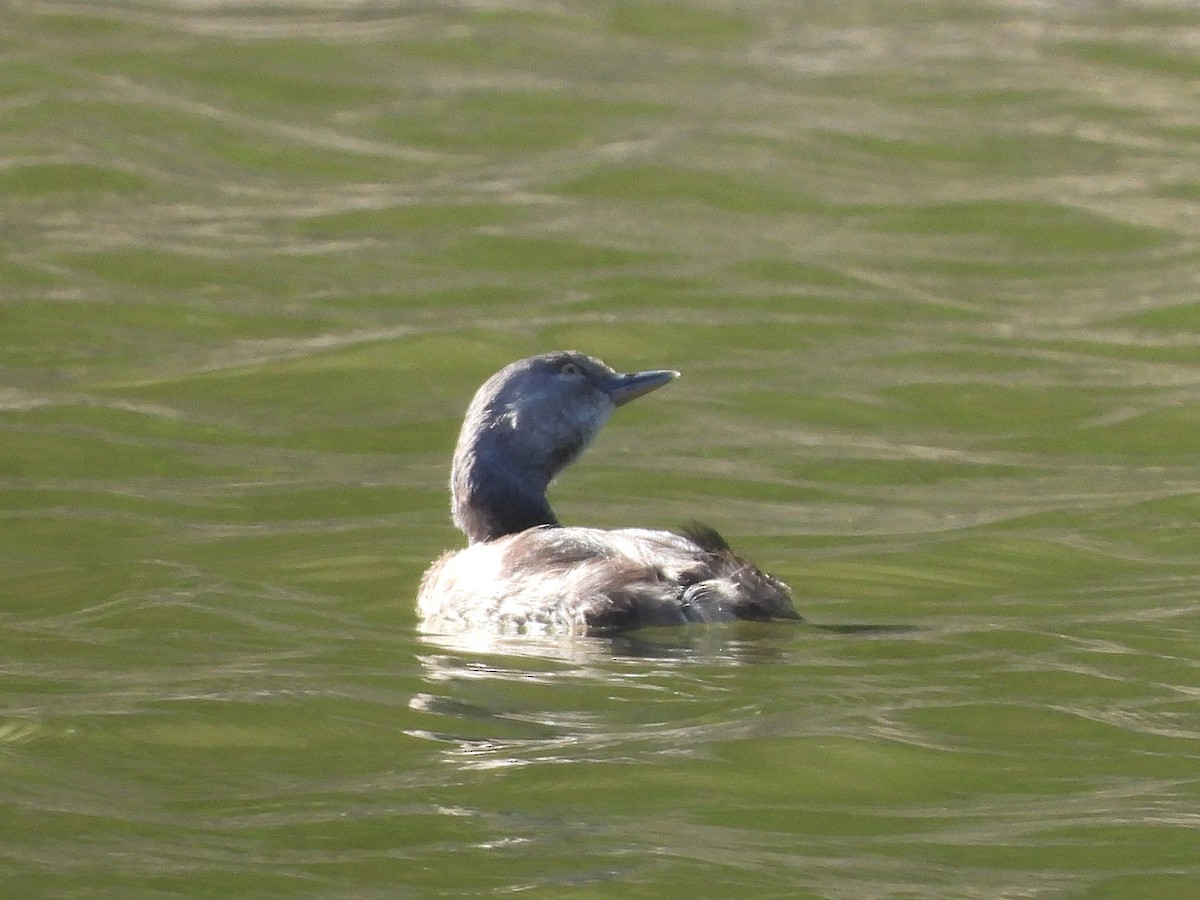 Least Grebe - Glenda Tromp