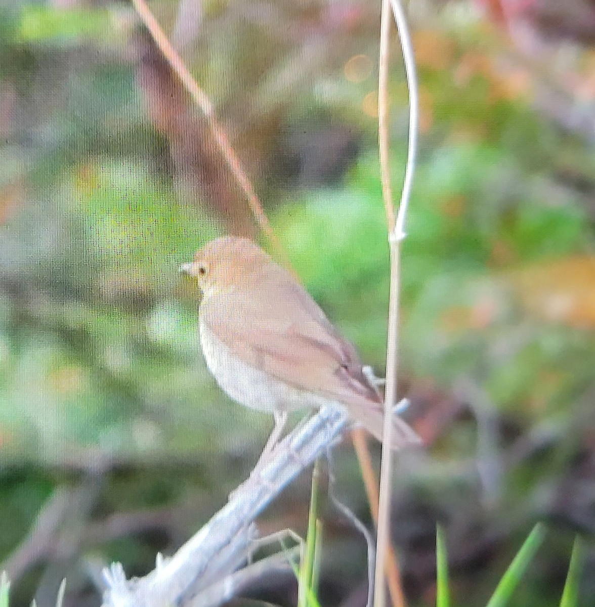 Swainson's Thrush - Jennyfer Bezeau