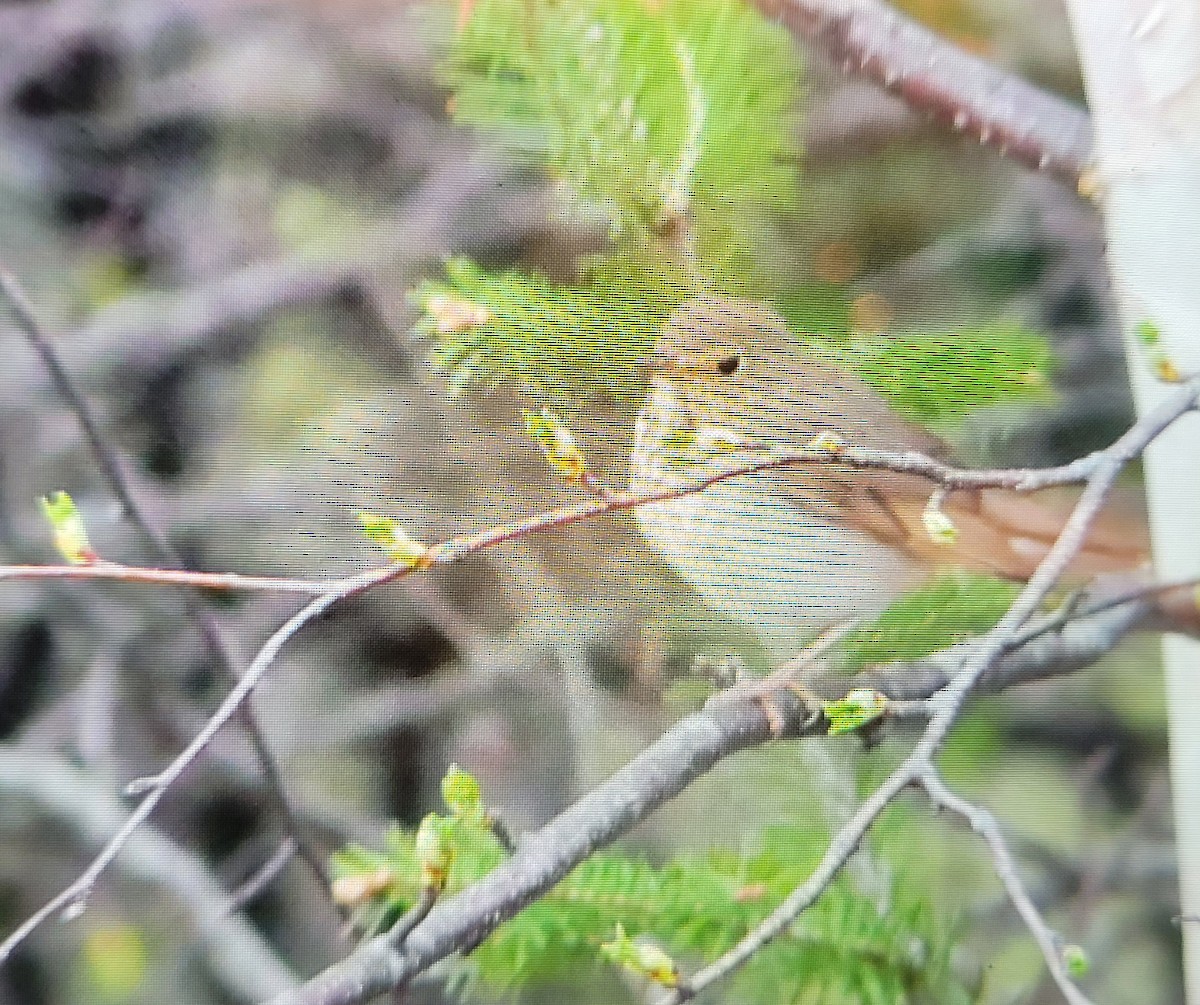 Swainson's Thrush - Jennyfer Bezeau