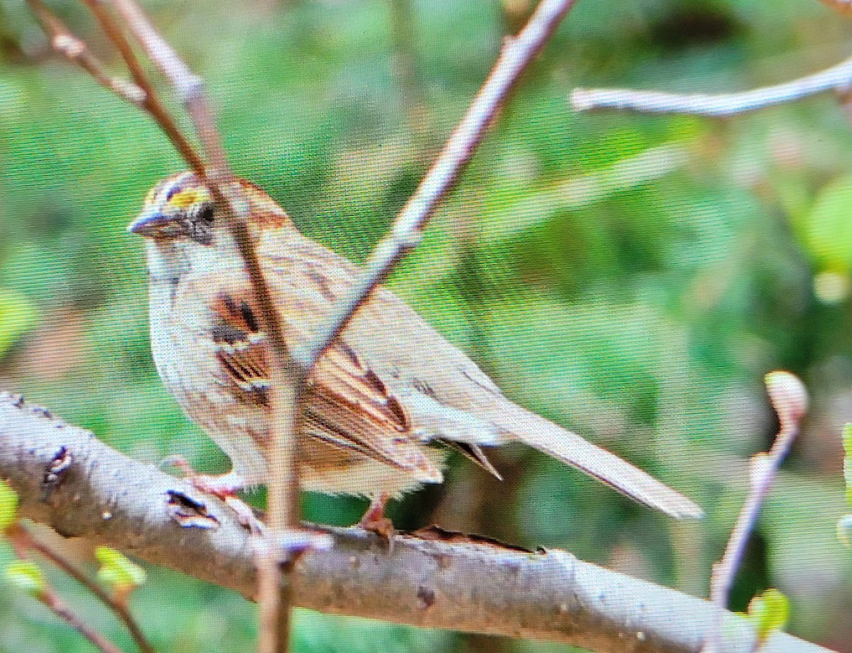 White-throated Sparrow - Jennyfer Bezeau