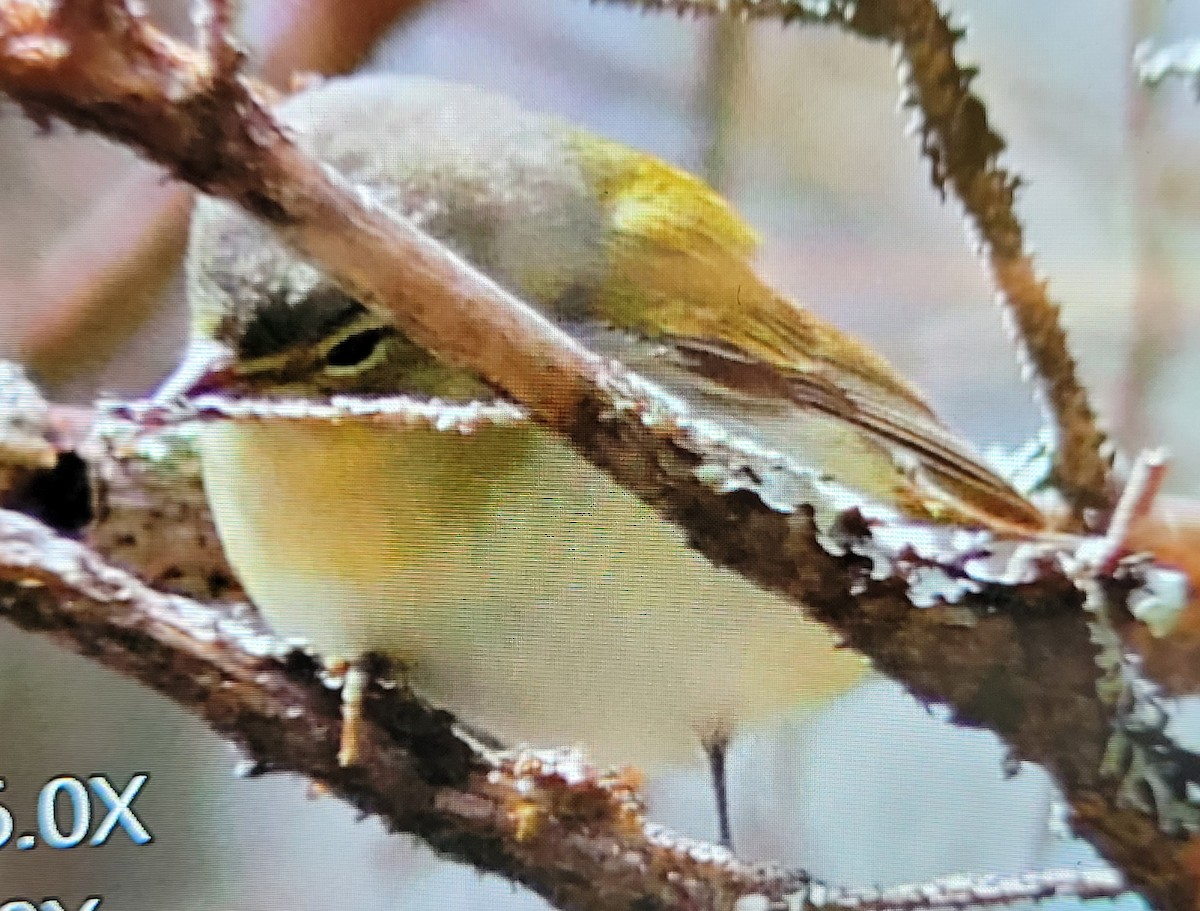 Tennessee Warbler - Jennyfer Bezeau