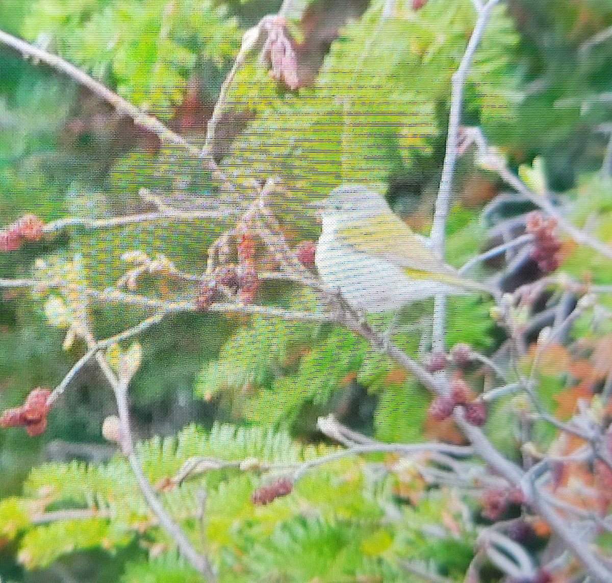 Tennessee Warbler - Jennyfer Bezeau