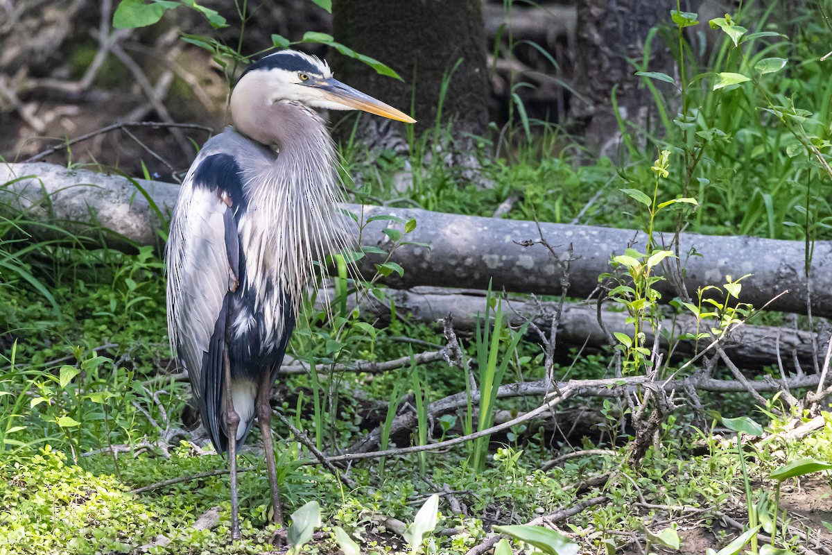 Great Blue Heron (Great Blue) - Michael Newlon