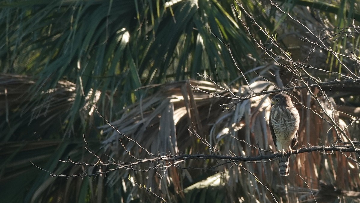 Roadside Hawk - leo wexler-mann