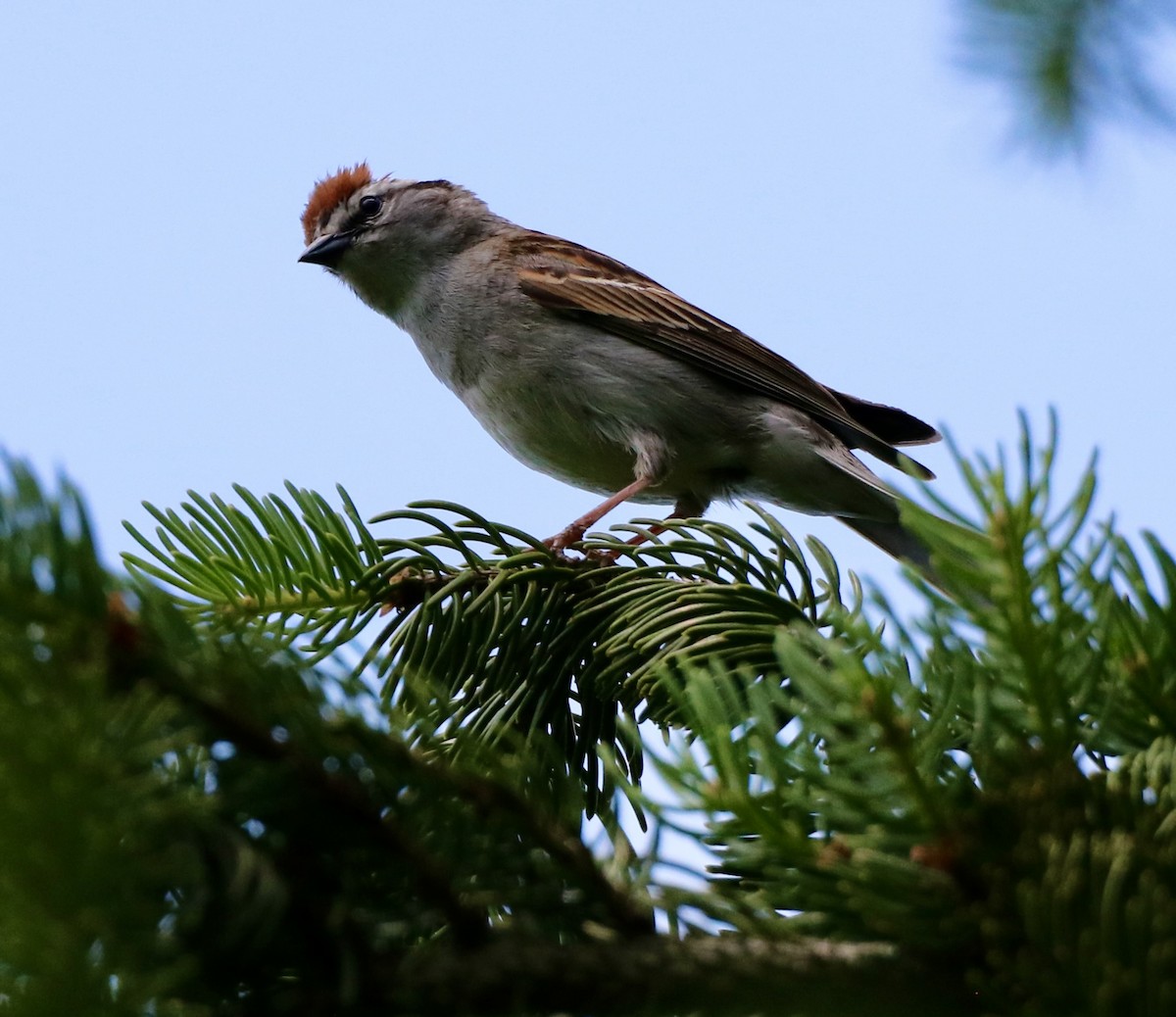 Chipping Sparrow - Carla Morris
