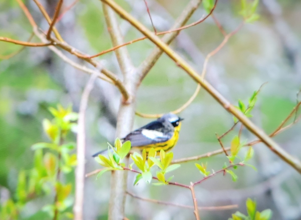 Magnolia Warbler - Jennyfer Bezeau