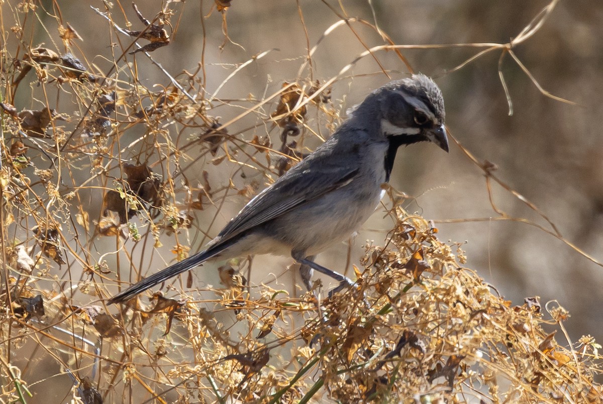 Black-throated Sparrow - Max Ferrero