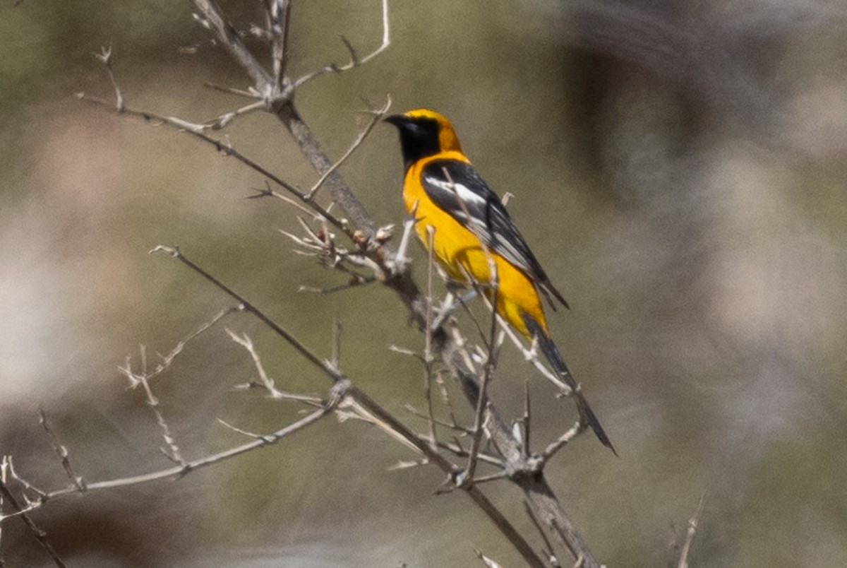 Hooded Oriole - Max Ferrero