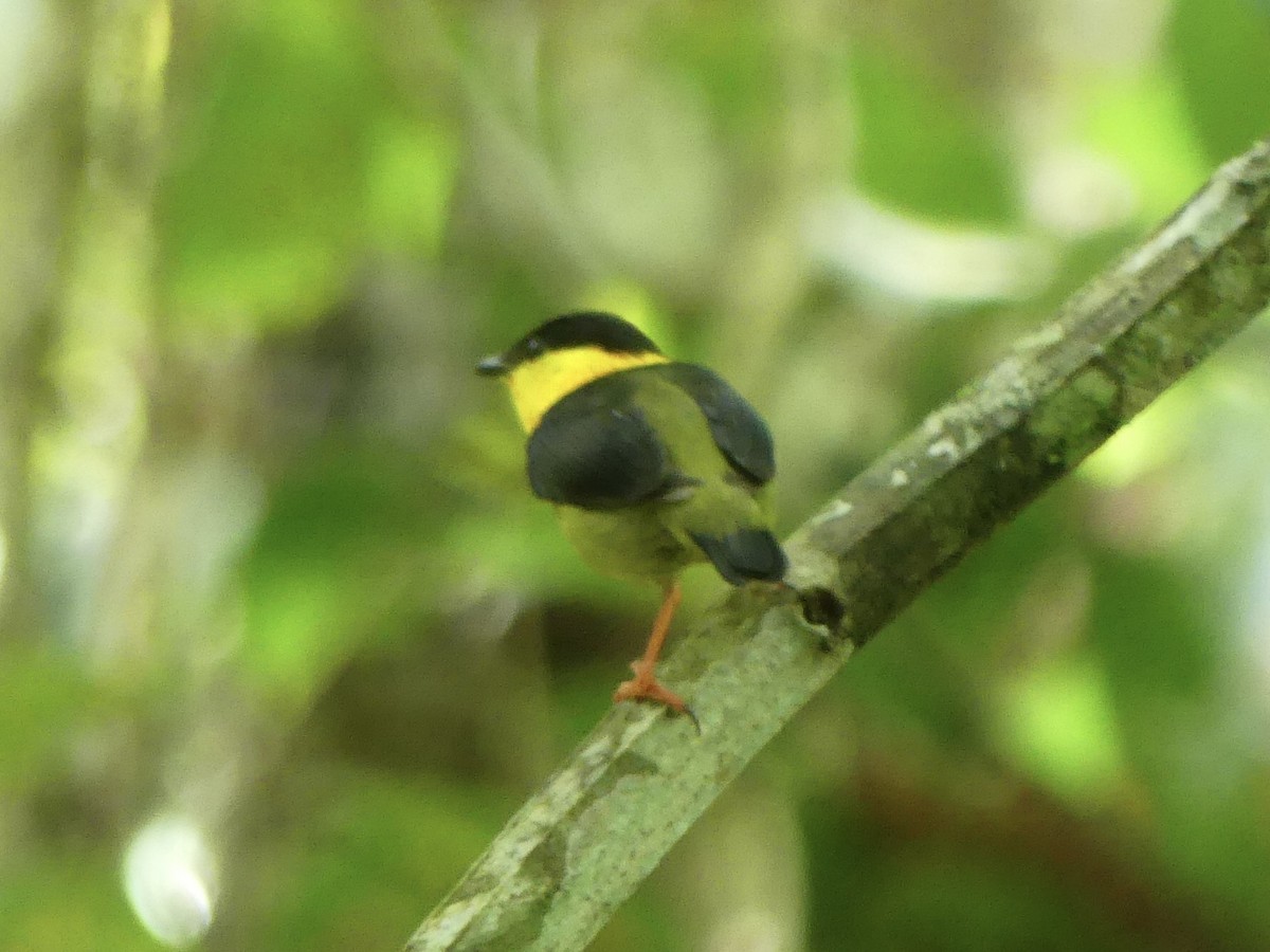 Golden-collared Manakin - ML619647644