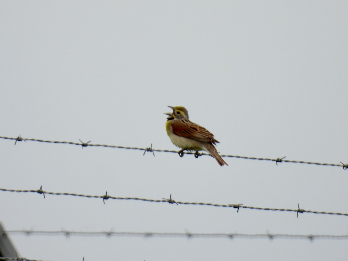 Dickcissel - ML619647646